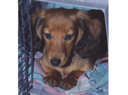 Remy Crate